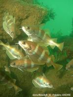 trisopterus_luscus-fa34