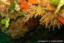 margaretta_cereoides-fa72