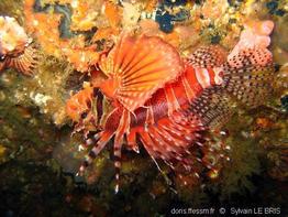 dendrochirus_zebra-slb3