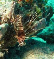pterois_volitans-ag1