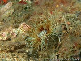 cerianthus_membranaceus-fa3c