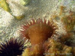 actinia_cari-fa3