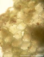 puellina_sp-fa33brc