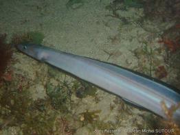 conger-triporiceps_jms1