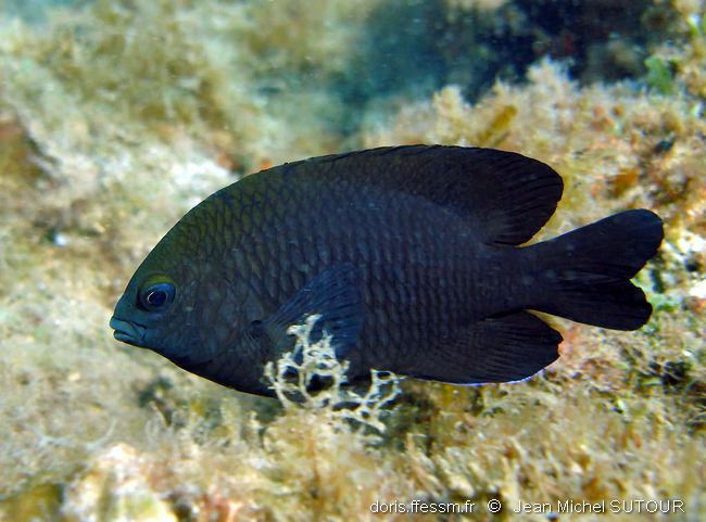 Demoiselle brune