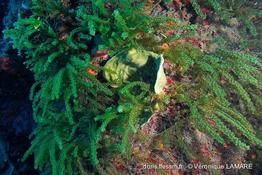 caulerpa_racemosa-vl5