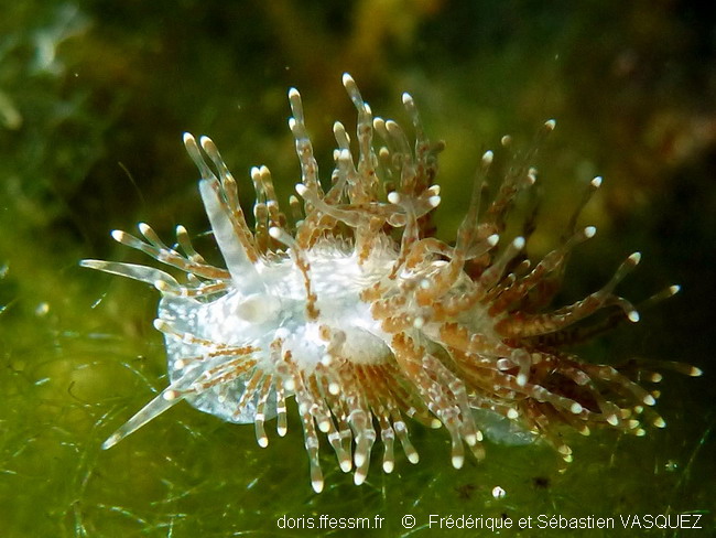 Phestille lugubre