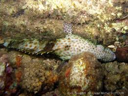 epinephelus-tauvina-jms