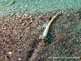 ditrupa_arietina-fa1