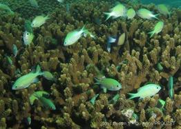 chromis_viridis_ap1