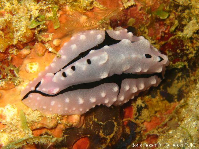 Phyllidiopsis de Shireen