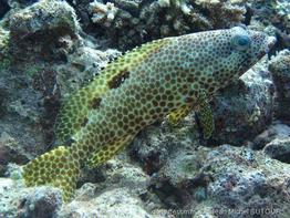 epinephelus-spilotoceps_jms1