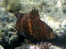 epinephelus-longispinis_jms2