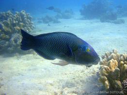 hemigymnus-melapterus_jms1