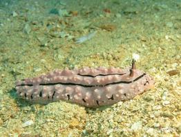 phyllidiopsis_krempfi-fa6-055