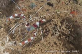 stenopus_hispidus-vl3