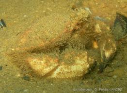 atelecyclus_undecimdentatus-fa2