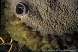 oscarella_tuberculata-vl-01