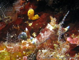 nembrotha_lineolata-apsi302