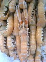 nephrops_norvegicus-slb01