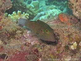 canthigaster_janthinoptera-slb3