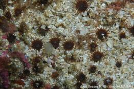 isozoanthus_sulcatus_31090_vm