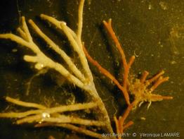 amphiroa_rigida_cryptarthrodia-5vl