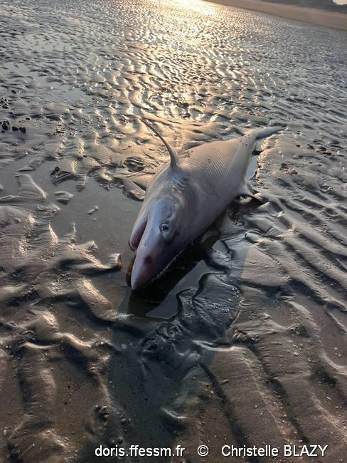 aaleorhinus_galeus-cb01