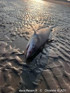 aaleorhinus_galeus-cb01