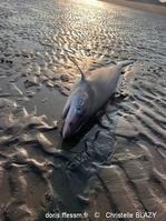 aaleorhinus_galeus-cb01