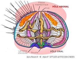 aboral_glossaire-aps100