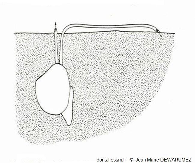 Abra_alba_jmd_02