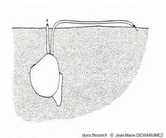 Abra_alba_jmd_02