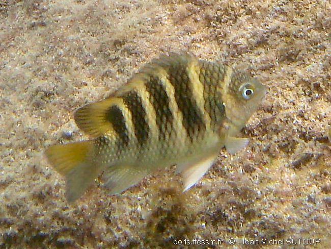 abudefduf-taurus_jms1