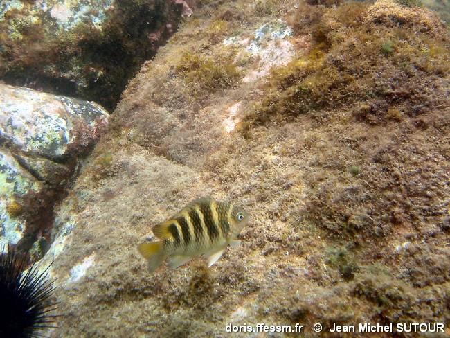 abudefduf-taurus_jms10