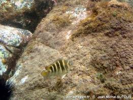 abudefduf-taurus_jms10