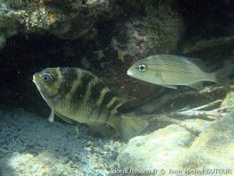 abudefduf-taurus_jms12