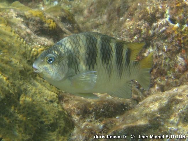 abudefduf-taurus_jms3