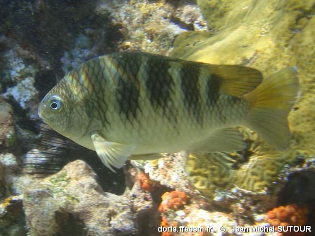 abudefduf-taurus_jms4