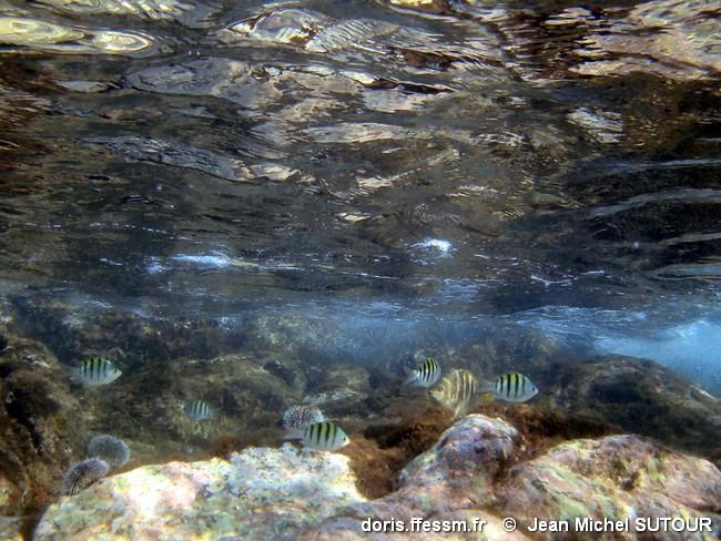 abudefduf-taurus_jms6