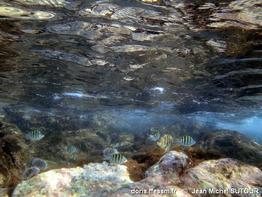 abudefduf-taurus_jms6