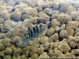 abudefduf-taurus_jms9