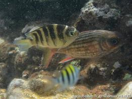 Abudefduf-taurus_tm1