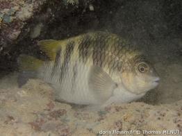 abudefduf-taurus_tm2