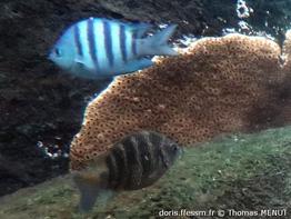 abudefduf-taurus_tm3