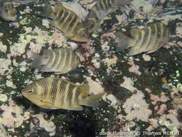 abudefduf-taurus_tm5