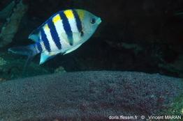 abudefduf_vaigiensis_17126_2_vmaran