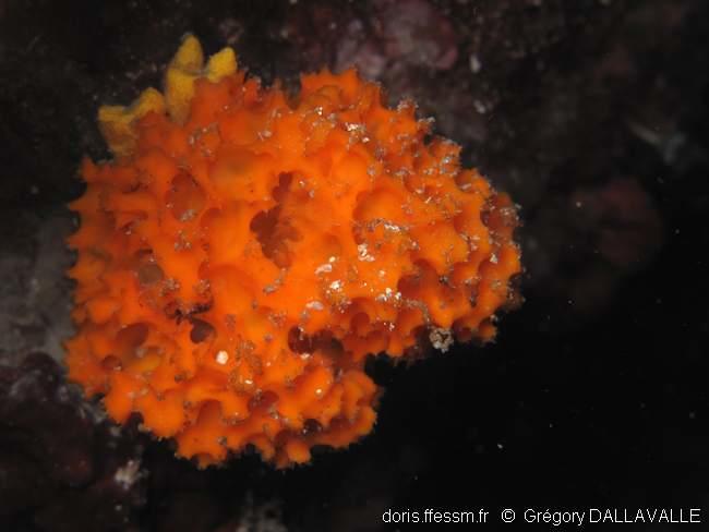 acanthella_acuta-grda_img_01