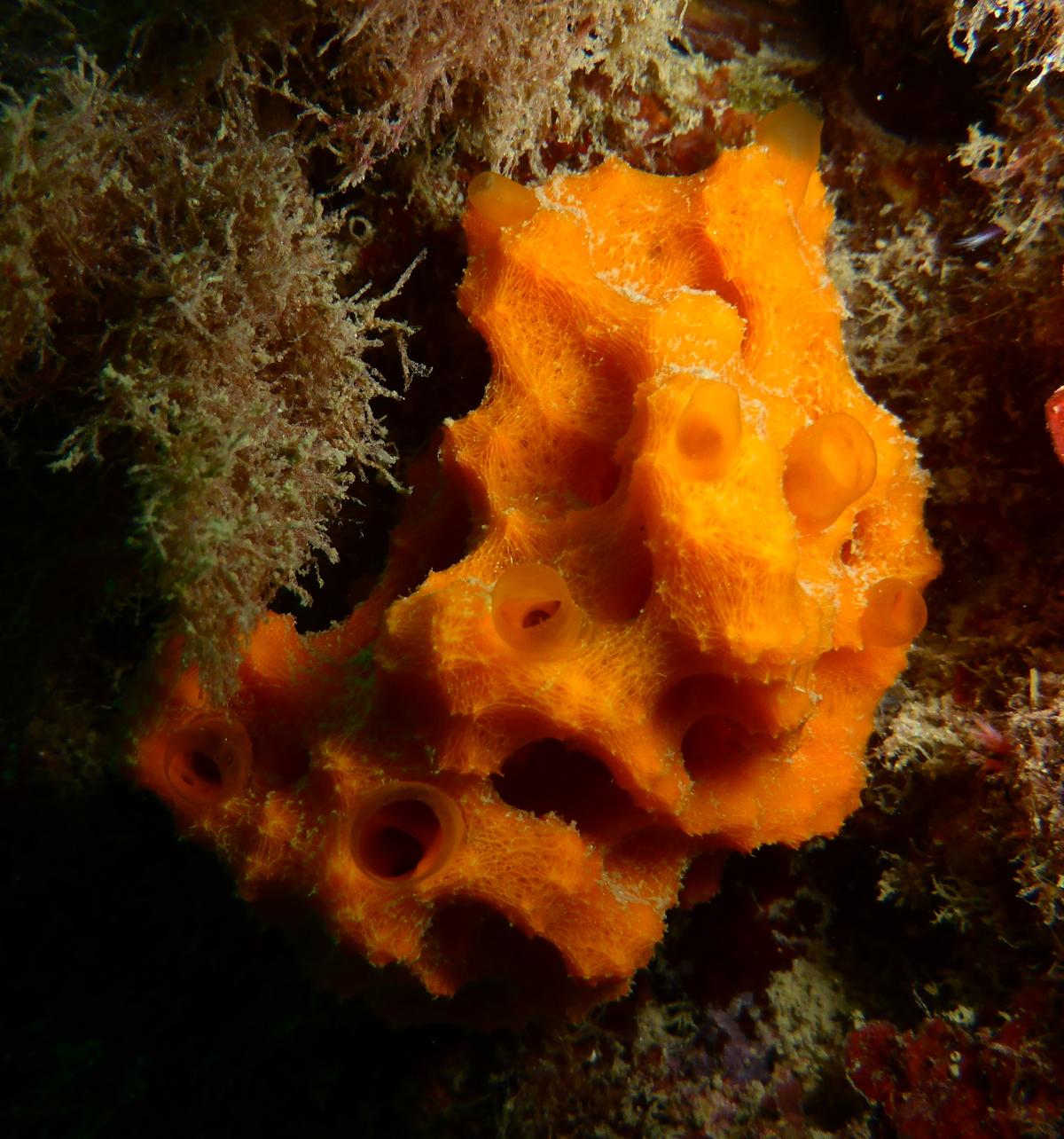 acanthella_acuta-mota-img_916