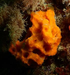 acanthella_acuta-mota-img_916